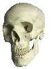 Chattering Skull 28Kb GIF